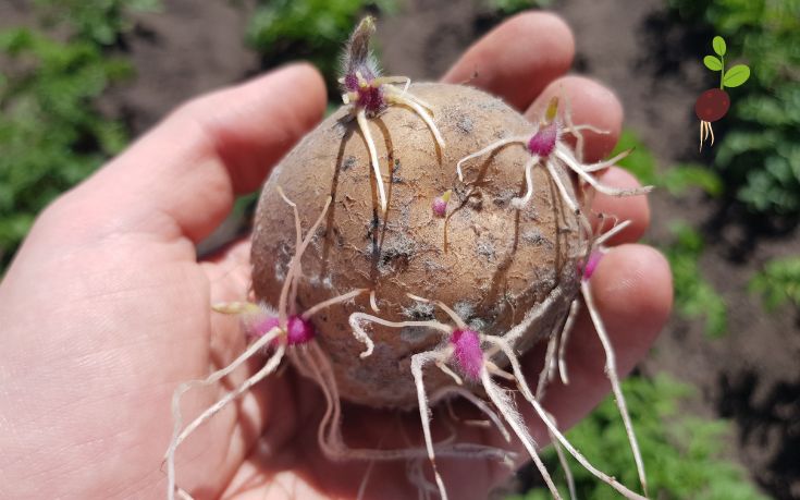 Sprouted Potatoes