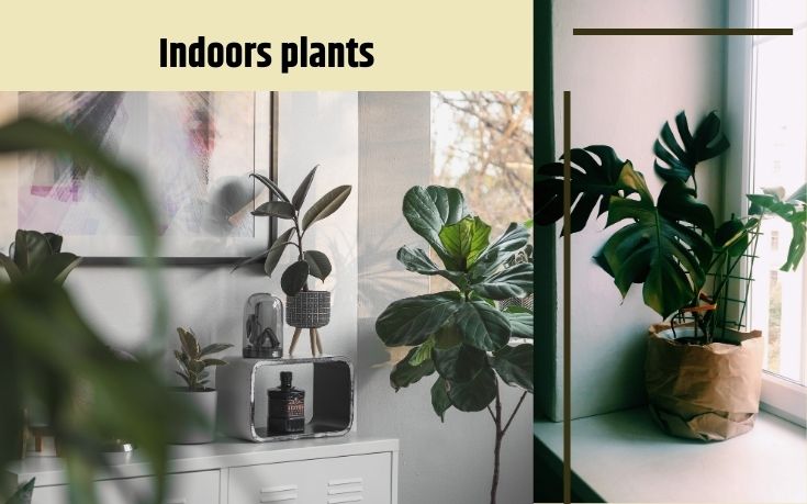 Indoors plants