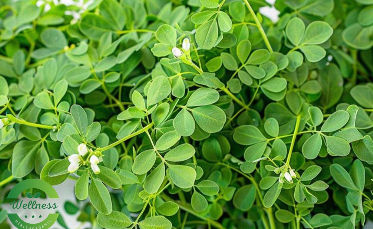 Winter Fenugreek Benefits