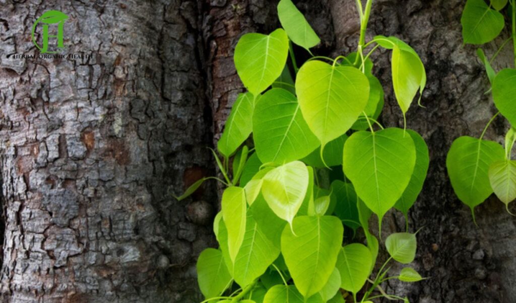 Benefits of Peepal leaves