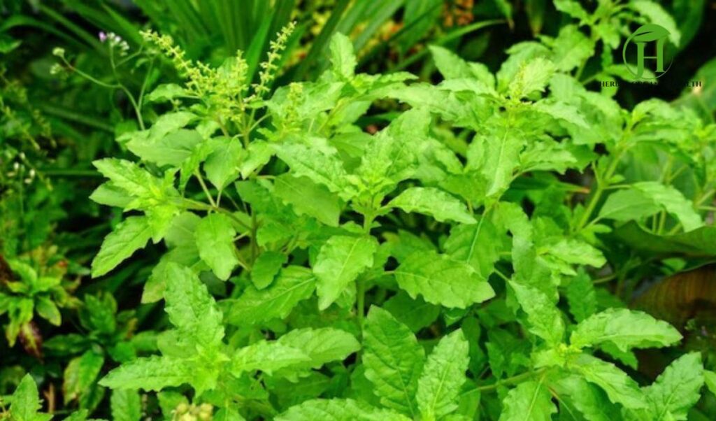 Benefits of Consuming Tulsi Leaves